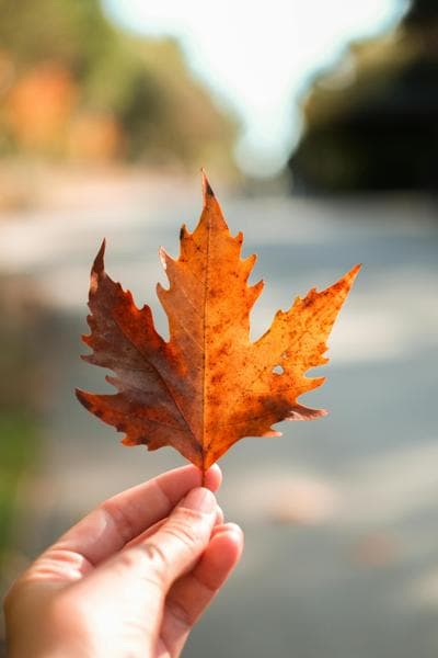 Autumn Hand, photo 1