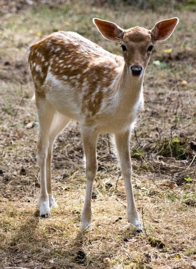 Fawn Qiu, photo 1