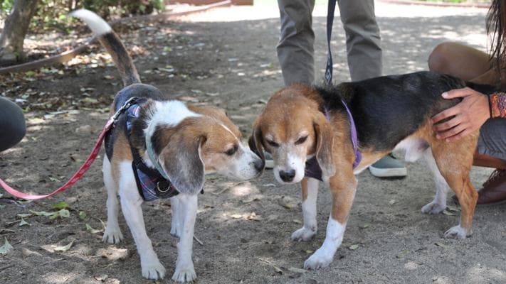 Larry Beagle, photo 2