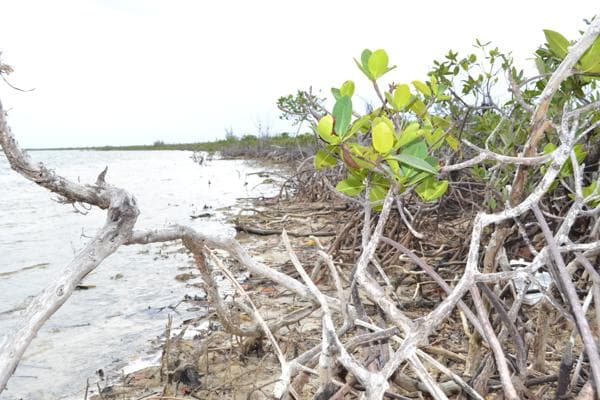 Shelley Bays, photo 1