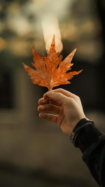 Autumn Hand, photo 2