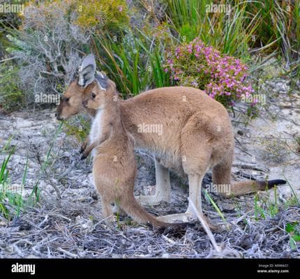 Joey Park, photo 1