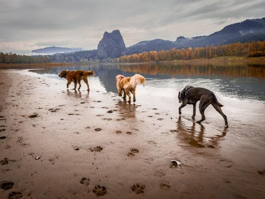 Toby Joy Zelt- Wild Pup Adventure, photo 2