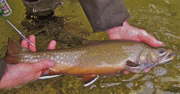 Sutton Trout, photo 1