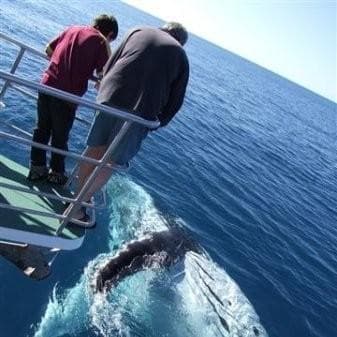 Hervey Bay Whale Watch