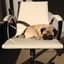 Squishy Pug, CGC avatar image